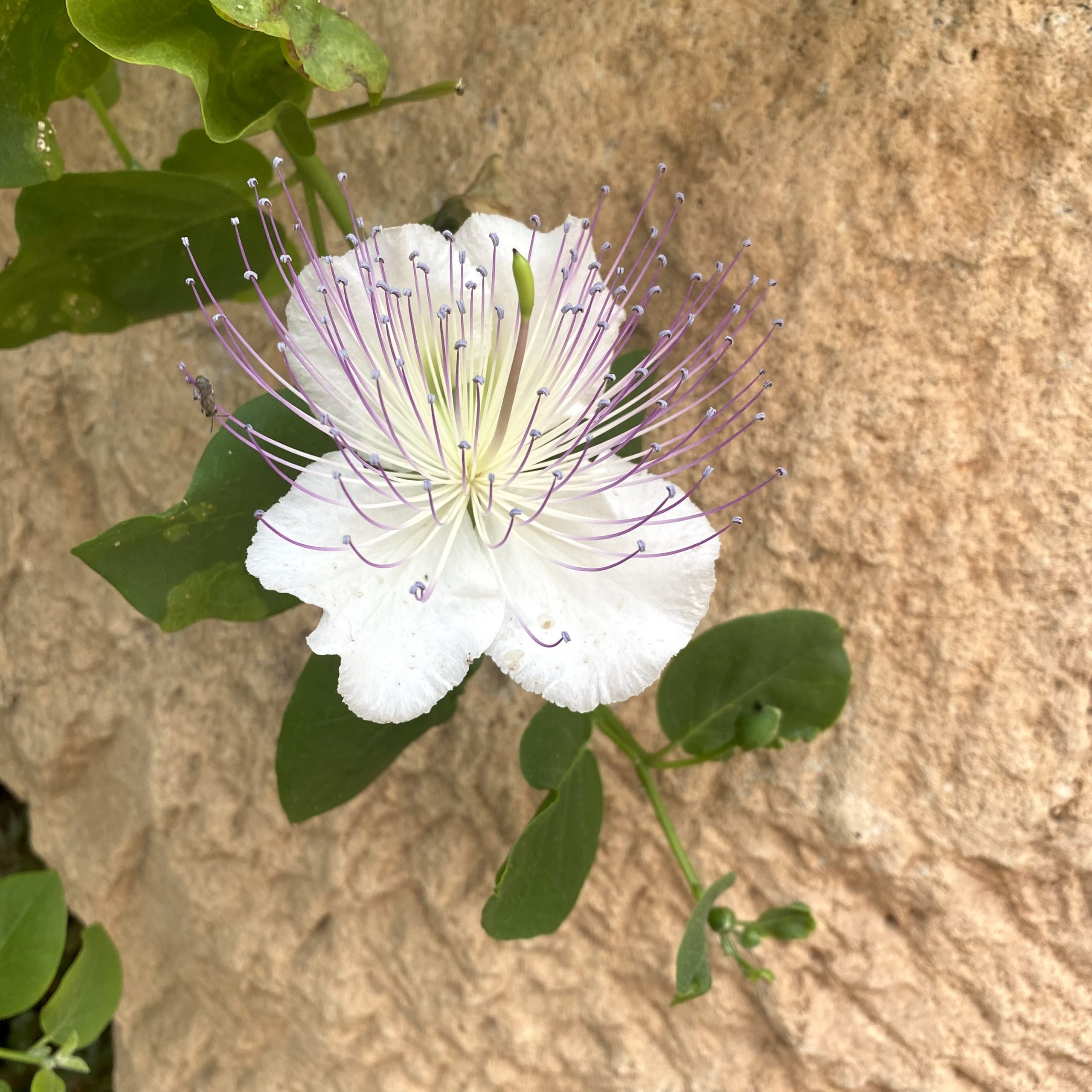 flor alcaparra