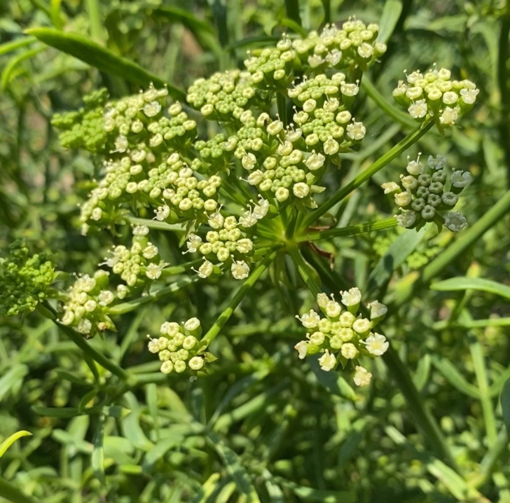 Flor de hinojo marino