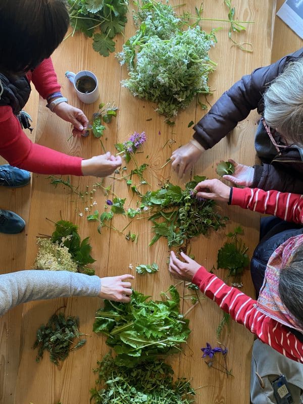 Reriro de plantas silvestres y fermentación